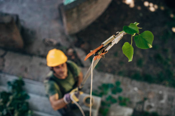 How Our Tree Care Process Works  in  Marion, KS